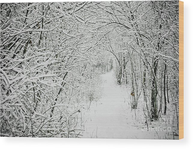 Clinton River Park Wood Print featuring the photograph Winter Walk in the Woods by Mark Graf