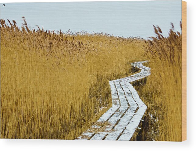 Grass Wood Print featuring the photograph Winter Zzz by Cristina Corduneanu