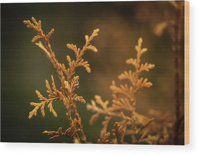 Nature Wood Print featuring the photograph Winter's Hedges by Jason Fink