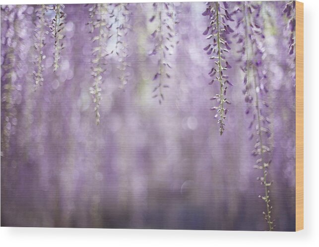 Hanging Wood Print featuring the photograph Wisteria Blossom Tree by Cocoaloco