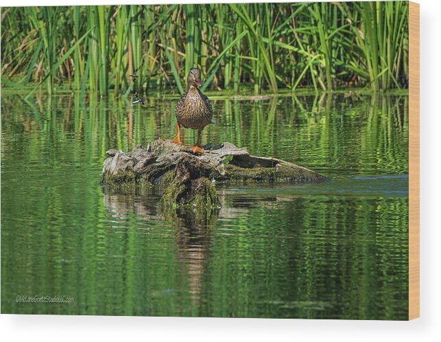 Wood Duck Wood Print featuring the photograph Wood Duck Dragonflies by LeeAnn McLaneGoetz McLaneGoetzStudioLLCcom