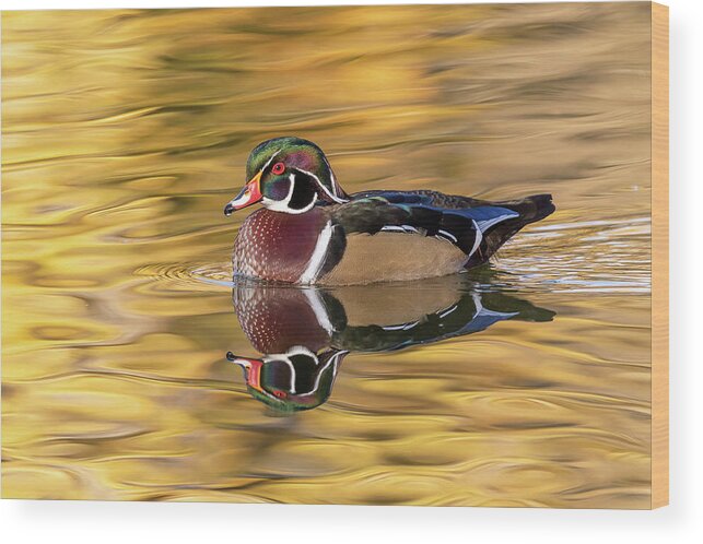 Duck Wood Print featuring the photograph Wood Duck Drake on a Golden Pond by Tony Hake