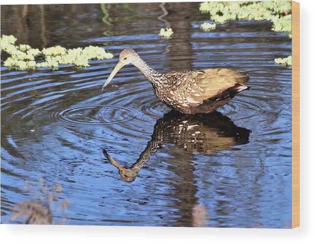 Working Limpkin Wood Print featuring the photograph Working Limpkin by Warren Thompson