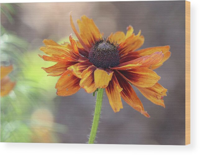 Flower Wood Print featuring the photograph Worn and Weary by Mary Anne Delgado