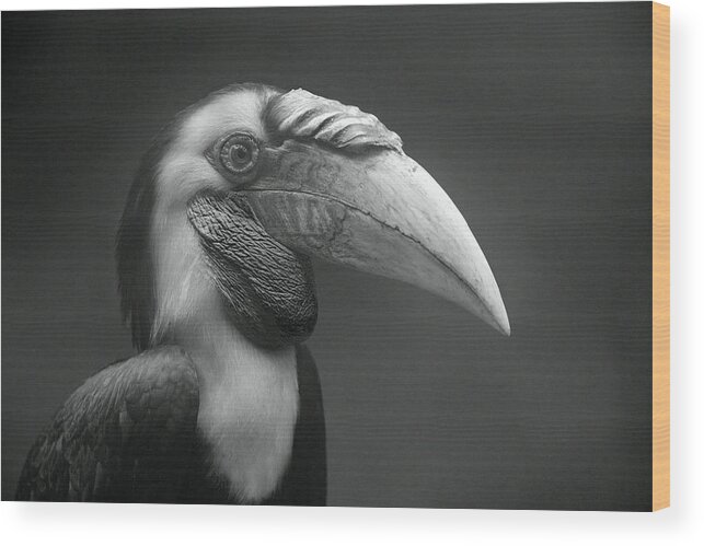 Disk1215 Wood Print featuring the photograph Wreathed Hornbill Portrait by Tim Fitzharris