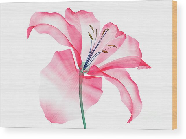 White Background Wood Print featuring the photograph X-ray Image Of A Flower Isolated by The-lightwriter