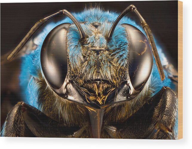 Insect Wood Print featuring the photograph Xelocopa Caerulea by Manuel Bratti
