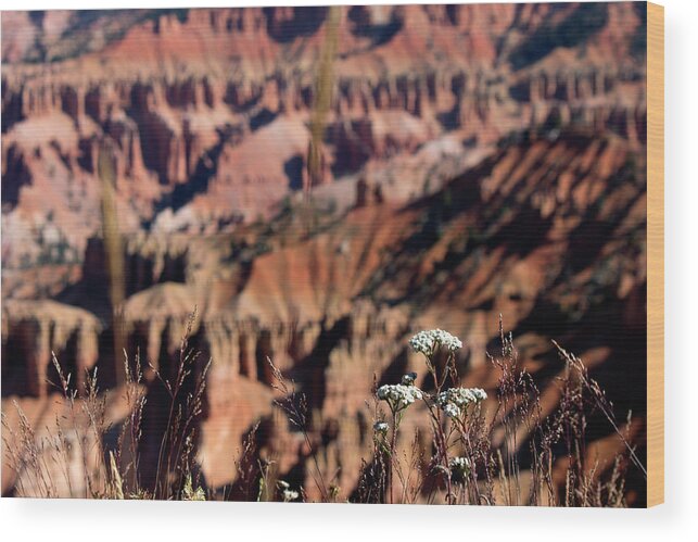 Yarrow Wood Print featuring the photograph Yarrow at Cedar Breaks by Jonathan Thompson