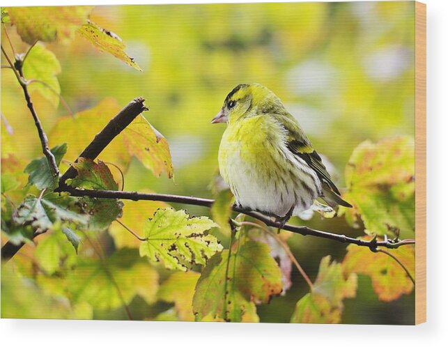 Cute Wood Print featuring the photograph Yellow bird by Top Wallpapers