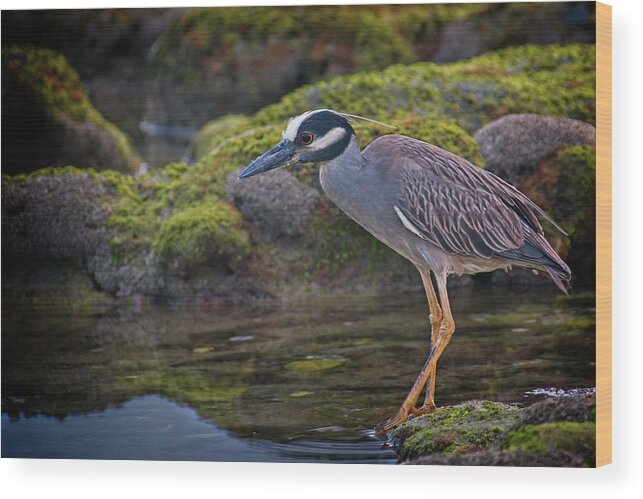 Coral Cove Wood Print featuring the photograph Yellow-crowned Night Heron by Steve DaPonte