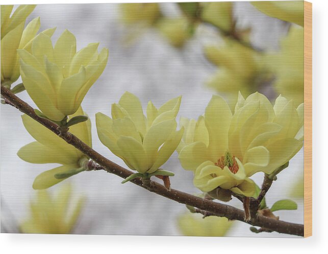Dogwood Wood Print featuring the photograph Yellow Dogwood Bloom by Mary Anne Delgado