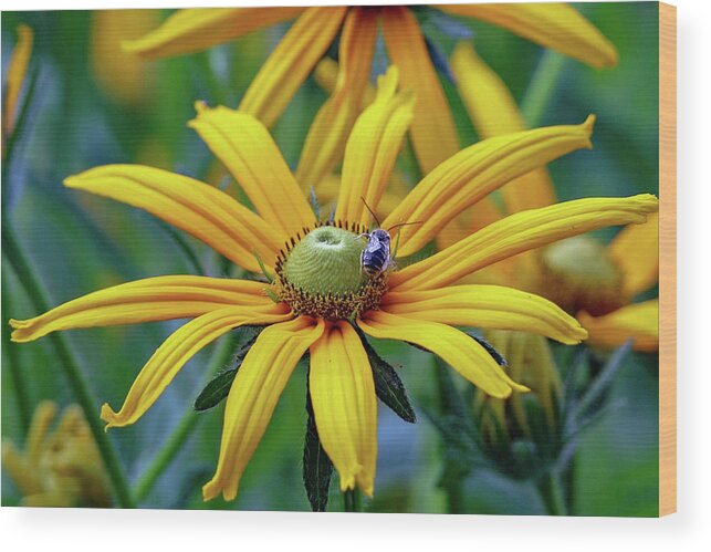 Flower Wood Print featuring the photograph Yellow Flower by Susan Rydberg