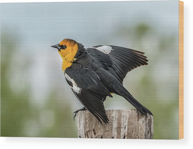 Yellow-headed Blackbird Wood Print featuring the photograph Yellow-Headed Blackbird by Yeates Photography