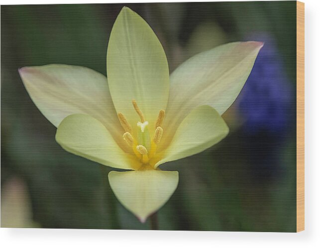 Plant Wood Print featuring the photograph Yellow Rain Lily By Tl Wilson Photography by Teresa Wilson