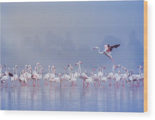 Flamingo Wood Print featuring the photograph Yes...give Some Space To Land... by Rahul Wedpathak