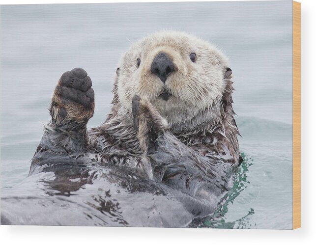 #faatoppicks Wood Print featuring the photograph Yesterday I Caught A Fish Thiiis Big! - Otter. Alaska by Roman Golubenko
