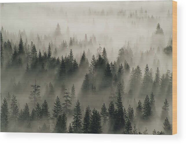 Jeff Foott Wood Print featuring the photograph Yosemite Conifers In The Mist by Jeff Foott