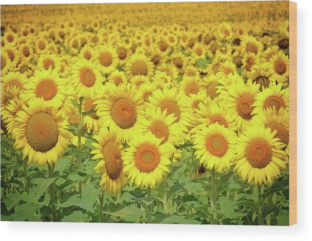 Sunflowers Wood Print featuring the photograph You Are My Sunshine by Rodney Campbell