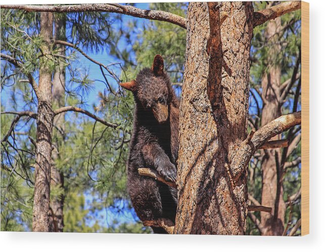 Arizona Wood Print featuring the photograph Young Black Bear in Tree 1, Arizona by Dawn Richards