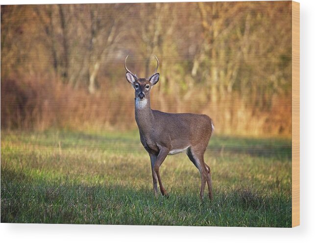 Wildlife Wood Print featuring the photograph Young Buck by John Benedict