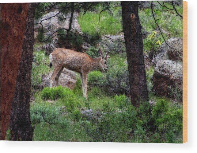 Mule Wood Print featuring the photograph Young mule deer feeding by Dan Friend
