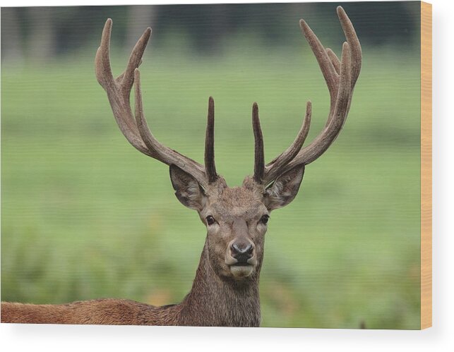 Animal Themes Wood Print featuring the photograph Young Red Deer Stag With Velvet Antler by Hammerchewer (g C Russell)