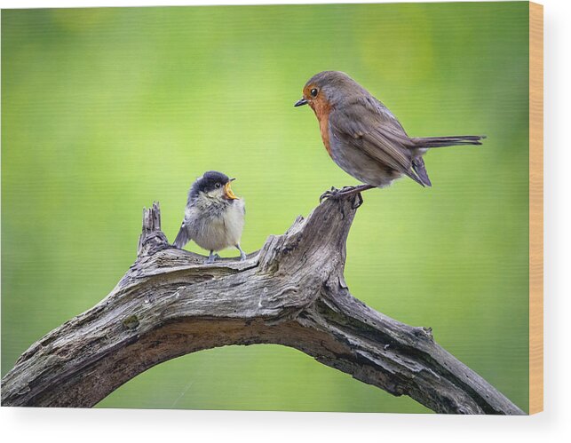 Wildlife Wood Print featuring the photograph You're Not My Mom !!! by Kieran O Mahony