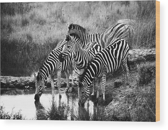 Grass Wood Print featuring the photograph Zebra At Water Hole by Elne Burgers