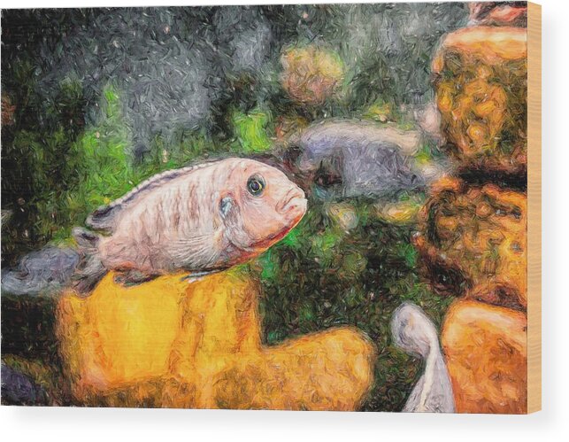 African Cichlid Wood Print featuring the digital art Zebra Cichlid Toned by Don Northup