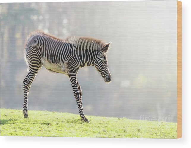 Zebra Wood Print featuring the photograph Zebra foal in morning sunlight by Jane Rix