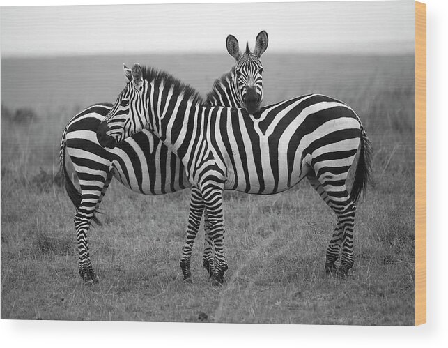 Kenya Wood Print featuring the photograph Zebra In Masai Mara by Mlorenzphotography