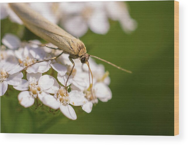 Nature Wood Print featuring the photograph A brown bug enjoying flower nectar #2 by Maria Dimitrova