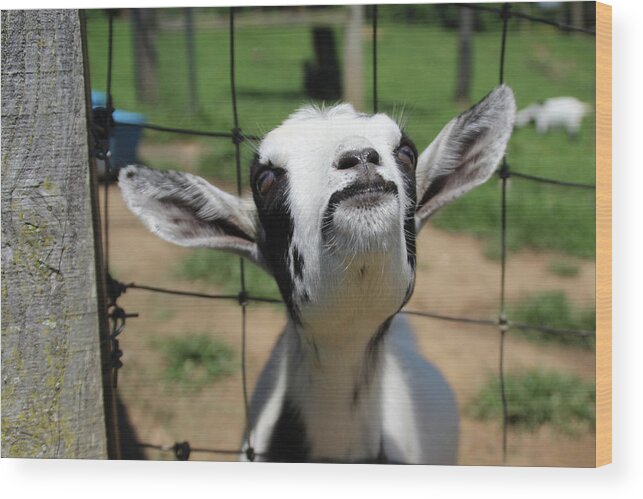 Goat Wood Print featuring the photograph A Goat's Smile by Demetrai Johnson