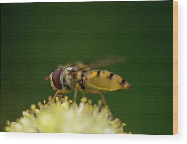 Nature Wood Print featuring the photograph A hoverfly enjoying flower nectar #2 by Maria Dimitrova