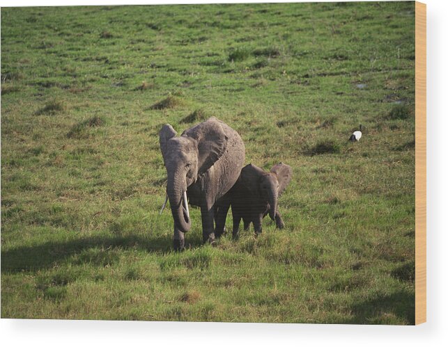 Kenya Wood Print featuring the photograph African elephant with offspring , Kenya , Africa #1 by Comstock Images