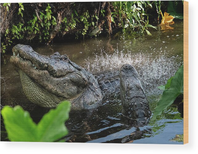 Alligator Wood Print featuring the photograph Alligator Bellowing #2 by Carolyn Hutchins