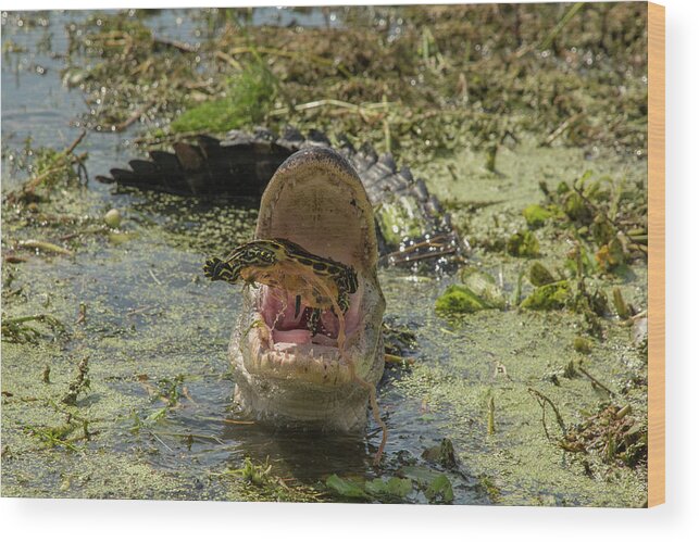 Alligator Wood Print featuring the photograph Alligator Eating Turtle #2 by Carolyn Hutchins