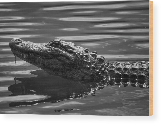 Alligator Wood Print featuring the photograph Alligator in Black and White by Carolyn Hutchins