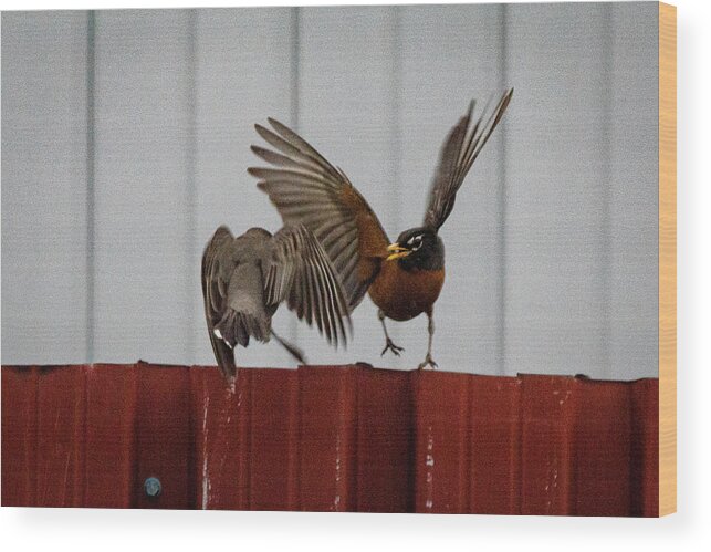 No People Wood Print featuring the photograph American Robins aerial fight #1 by SAURAVphoto Online Store