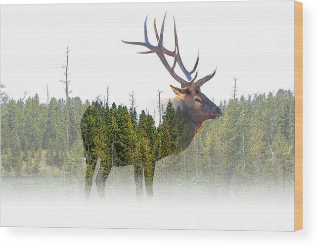 Wildlife Wood Print featuring the photograph Artistic Portrait of an Elk #1 by Randall Nyhof