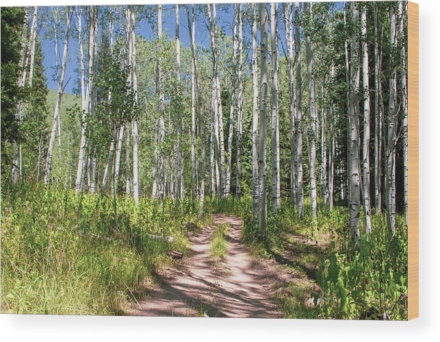 Tranquil Wood Print featuring the photograph Aspen Trail #1 by K Bradley Washburn
