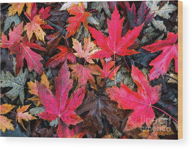 Leaves Wood Print featuring the photograph Autumn Leaves #1 by Anthony Michael Bonafede