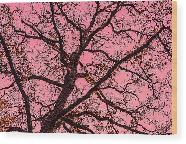 Bare Tree Zion Illinois Red Yellow Branches Wood Print featuring the photograph Bare Tree in Zion, Illinois #1 by David Morehead
