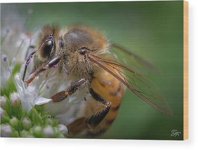 Bee Wood Print featuring the photograph Bee 2 #1 by Endre Balogh