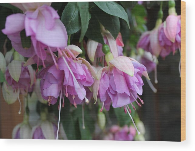 Fuchsia Wood Print featuring the photograph Blooming Fuchsia #1 by Jindra Noewi