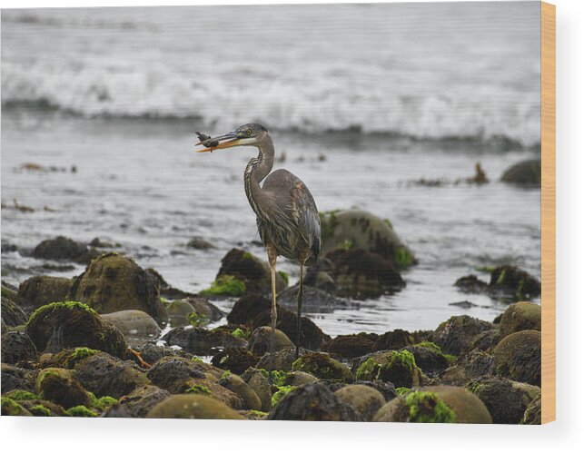 Ventura Beach Wood Print featuring the photograph Blue heron with fish in his beak #1 by Dan Friend
