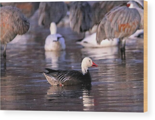 Goose Wood Print featuring the photograph Blue Phase Snow Goose #1 by Robert Harris