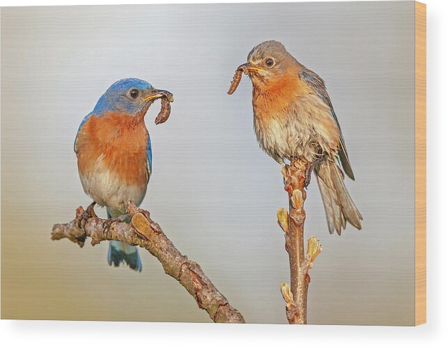 Bluebirds Wood Print featuring the photograph Bluebirds In love #1 by Susan Candelario