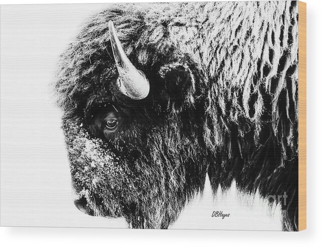Buffalos Wood Print featuring the photograph Buffalo Black and White Portrait II by DB Hayes