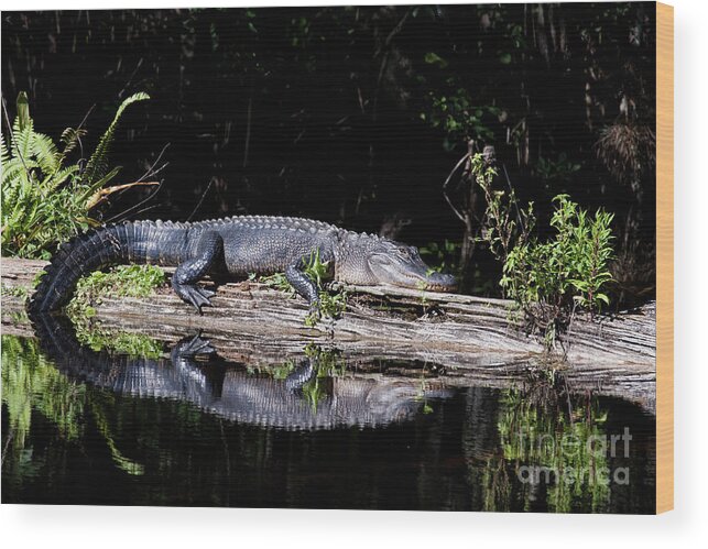 Alligator Wood Print featuring the photograph Cat Nap #2 by Jayne Carney